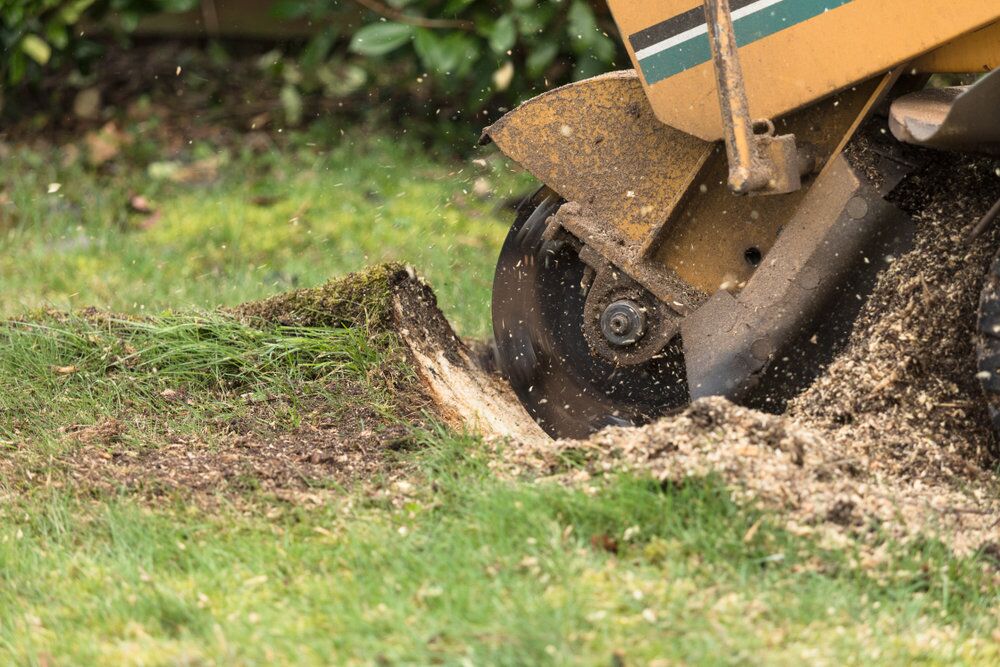 Tree Stump Removal Melbourne | Victorian Tree Specialists
